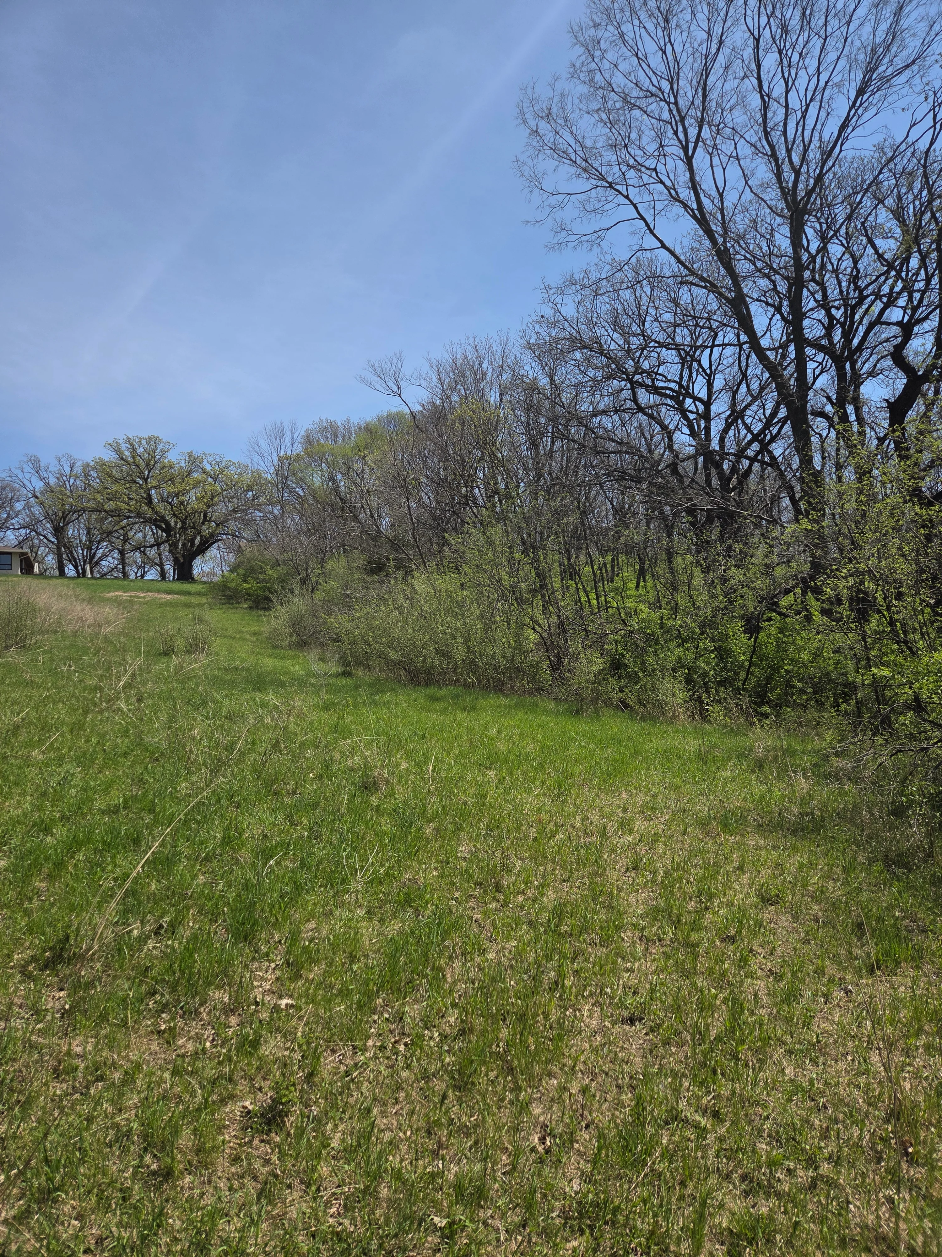 Cleared pasture with green grass and tree line, before land clearing project