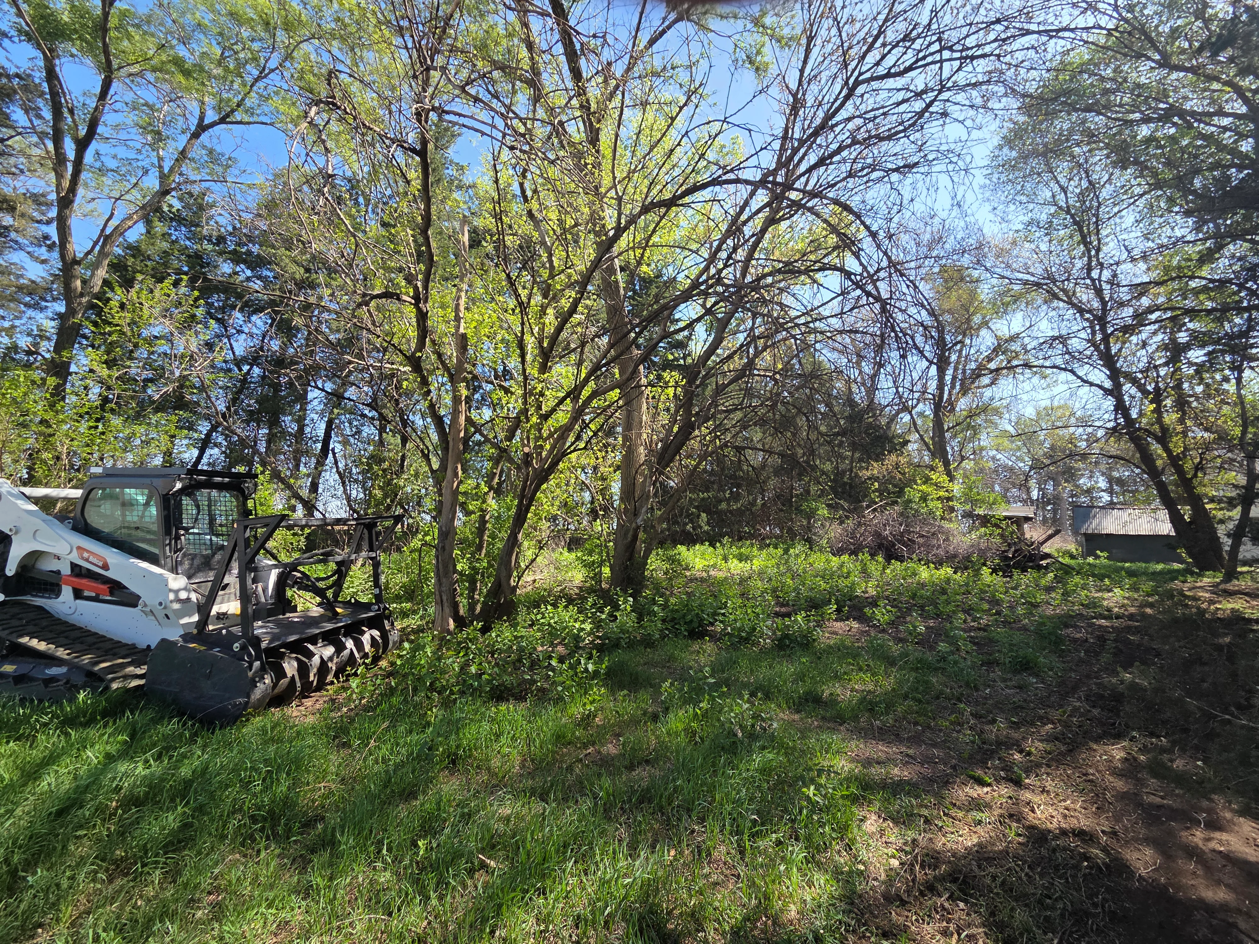 Compact track loader clearing overgrown brush from wooded property with mature trees