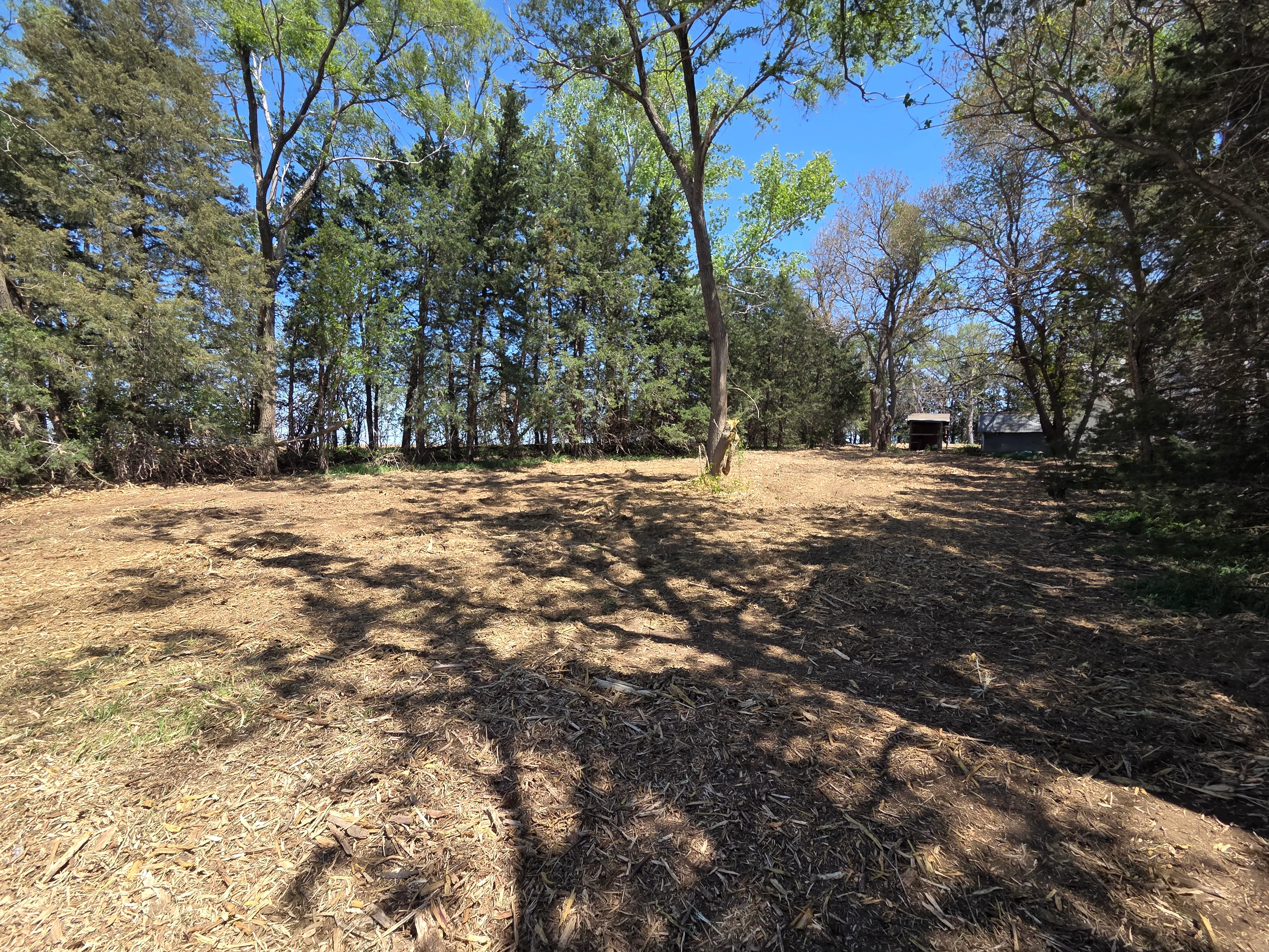 Cleared wooded lot with mature trees and fresh mulch ground cover