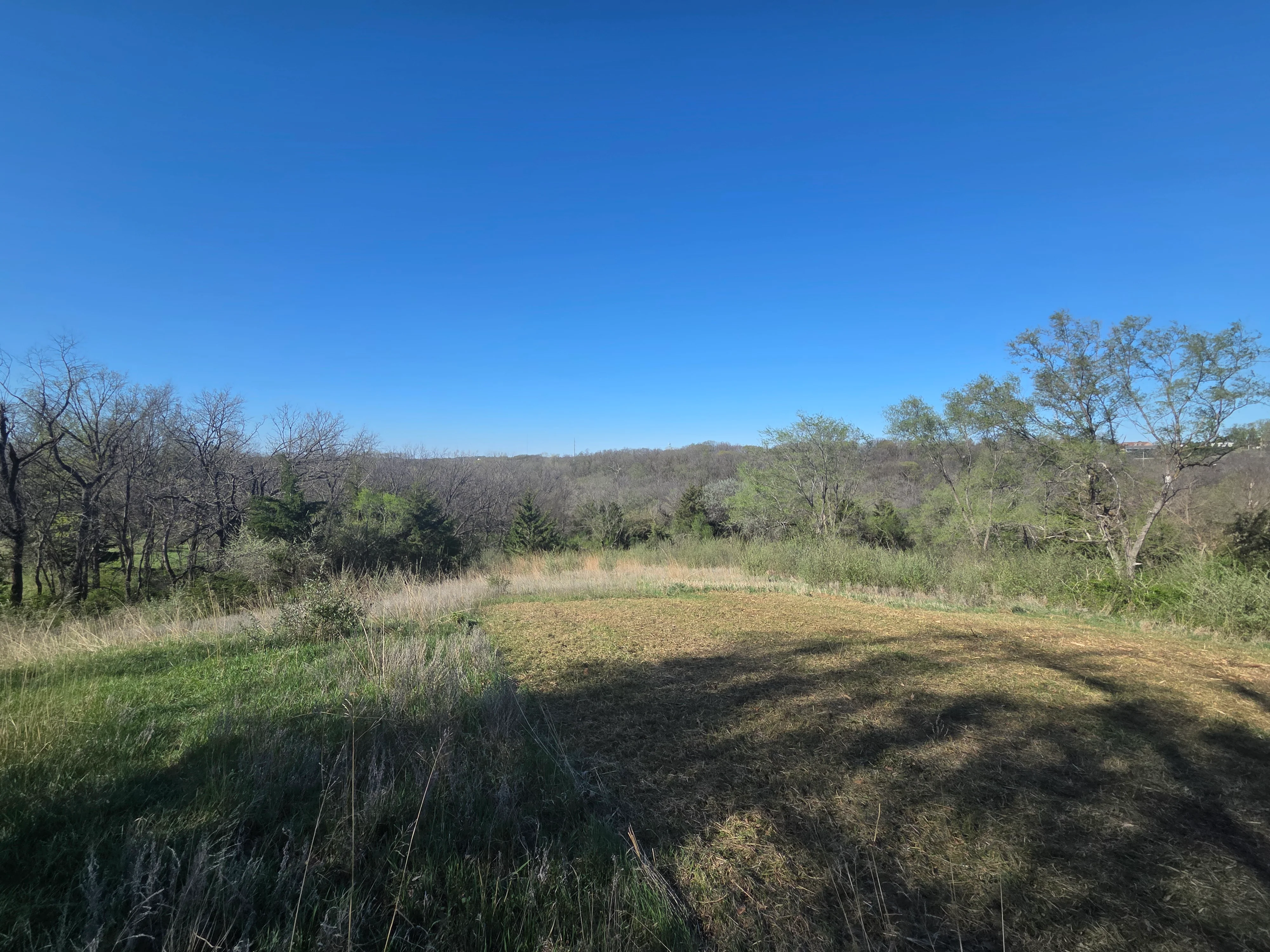 Cleared pasture with mixed vegetation and trees on rolling hillside terrain